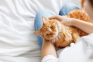 A fluffy orange tabby cat lying calmly in its owner's arms on a soft white bed, looking up with bright golden eyes while being gently petted. This intimate, comforting moment captures the bond between cat and pet parent and highlights the importance of close observation when monitoring feline health, especially when watching for signs of kidney failure in cats. 