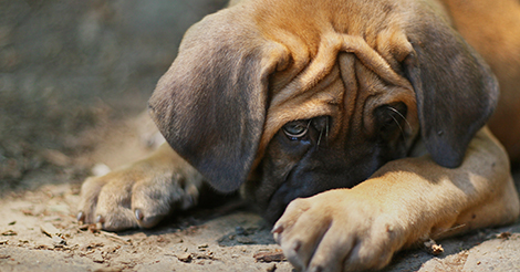 do dogs know when your stressed