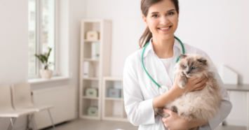 Persian cat at vet