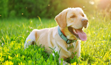 dog in grass