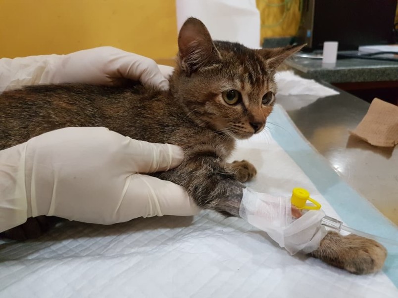 A tabby cat with an IV catheter in its front leg being held by a veterinarian, with an owner wondering how much chemotherapy, radiation therapy, and cancer treatment for cats may cost.