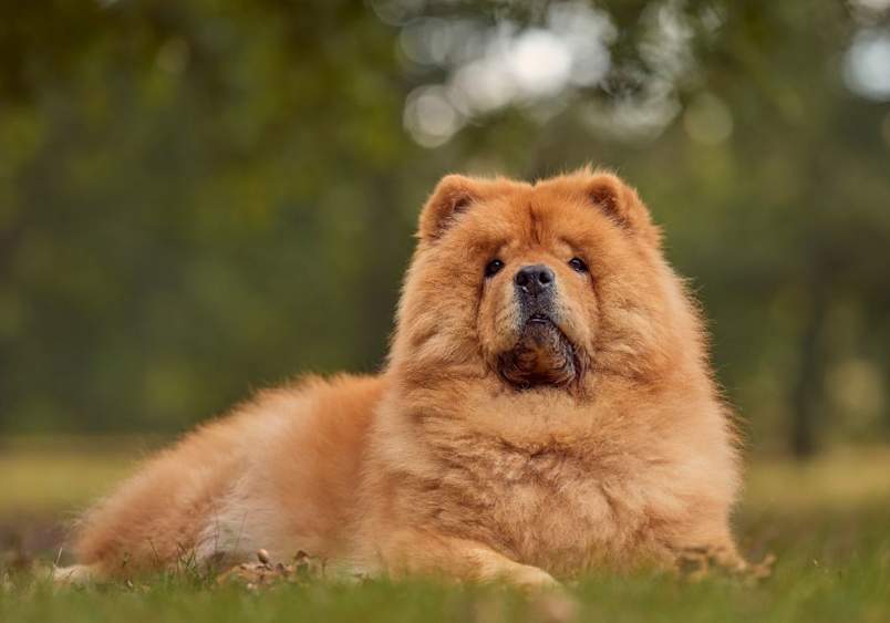 A red chow chow dog with a thick, lion-like mane is lying on green grass, highlighting the breed’s dignified temperament, distinct appearance, and common health issues related to its dense fur.