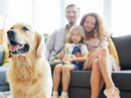 Golden retriever with family 