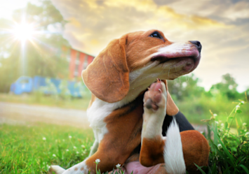 A beagle scratching itself in a grassy field, displaying common signs of seasonal allergies in dogs, with the puppy tilting its head and using its hind leg to scratch its neck while sitting in sunlit grass during golden hour.