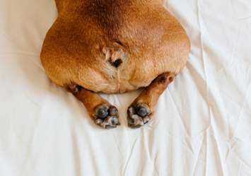 A close-up view of a brown dog's rear end and hind paws on white bedding, showcasing the area where anal glands are located; the image focuses on the anatomical region relevant to understanding canine anal gland health and maintenance.