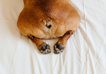 A close-up view of a brown dog's rear end and hind paws on white bedding, showcasing the area where anal glands are located; the image focuses on the anatomical region relevant to understanding canine anal gland health and maintenance.