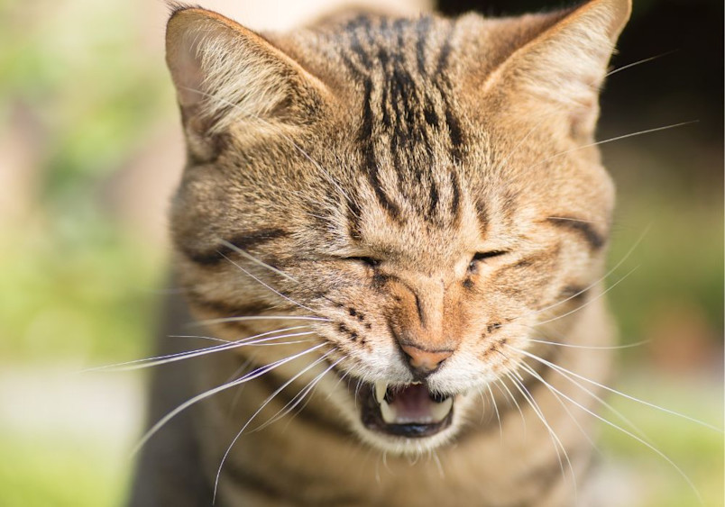 A close-up portrait of a brown tabby cat with squinted eyes and an open mouth showing potential allergy symptoms such as facial discomfort and respiratory irritation.