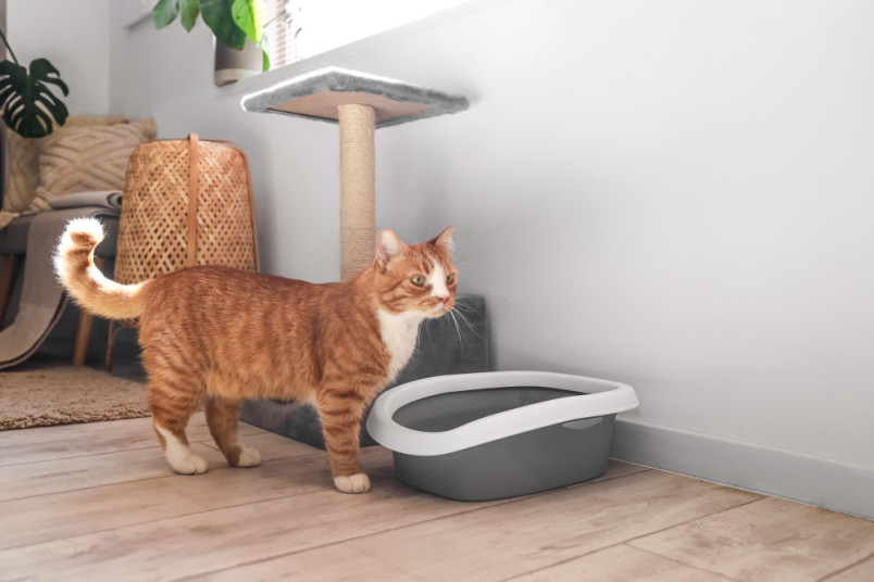 A cat with a litterbox, bed and scratching post, costly cat accessories