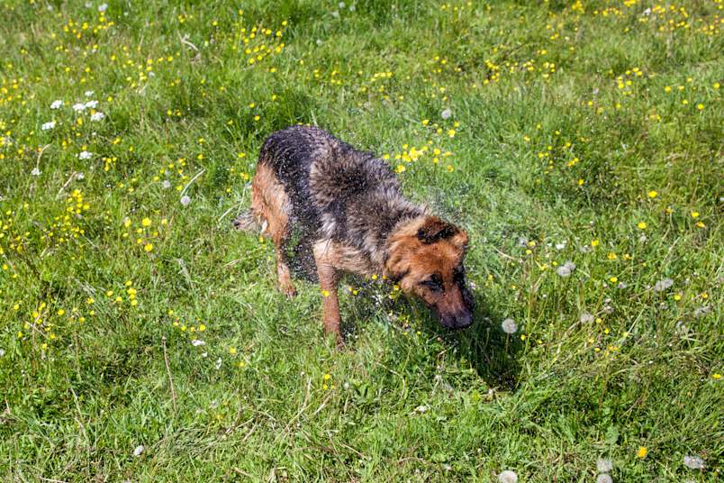 A wet German Shepherd vigorously shaking off water in a sunlit grassy meadow filled with yellow wildflowers and dandelions, with droplets flying through the air. This image captures one of the most common and harmless reasons pet parents wonder why is my dog shaking, demonstrating the natural full-body shake dogs use to dry off after getting wet. While
