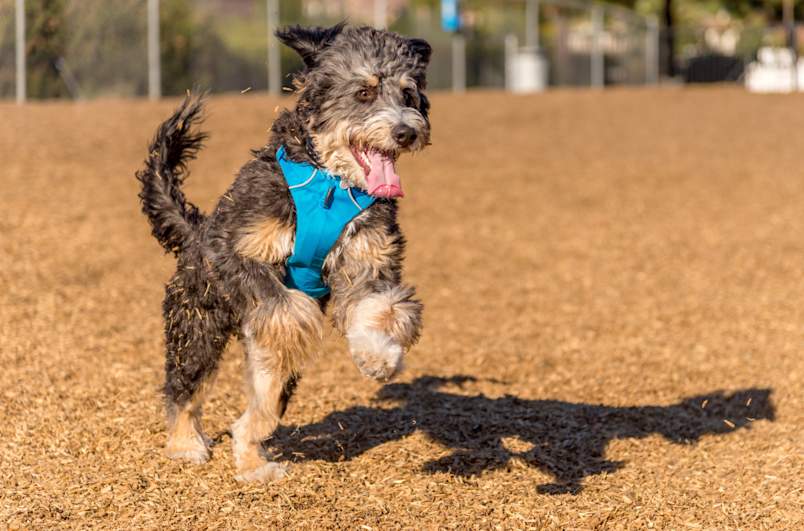 Bernedoodle playing outside
