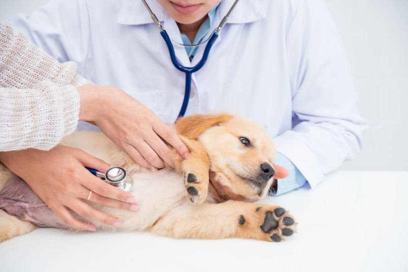 A puppy visiting the vet because he's throwing up