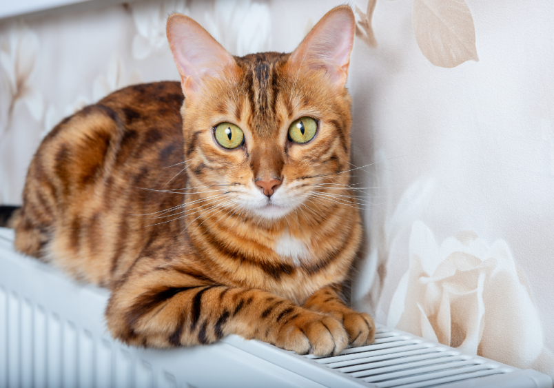 The Bengal cat sitting alertly. Its gaze is focused directly at the camera, conveying a sense of curiosity and intelligence.