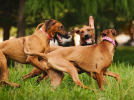 three tan dogs playing at dog park