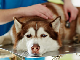 sick husky getting examined at the vet
