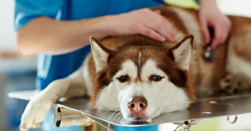 sick husky getting examined at the vet