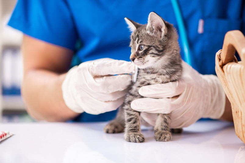 Kitten at the vet having its heart listened to during a visit.