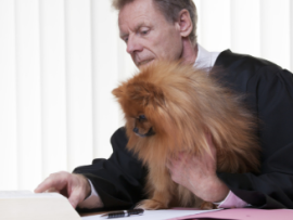 Pomeranian sitting on judge's lap