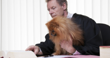 Pomeranian sitting on judge's lap