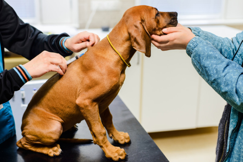 Dog getting vaccine at vet
