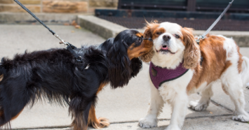 two spaniels meeting on leash