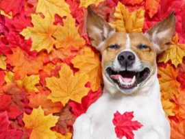 A dog lying in a bed of leaves enjoying a safe fall