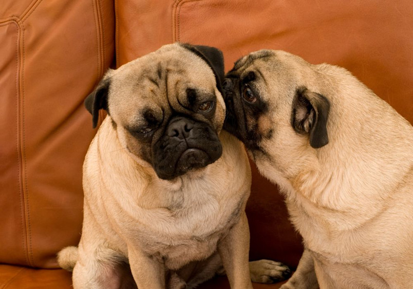 wo fawn-colored pugs sit close together on a tan leather couch, with one pug tenderly nuzzling or whispering to the other, showcasing the breed's loving and companionable nature.