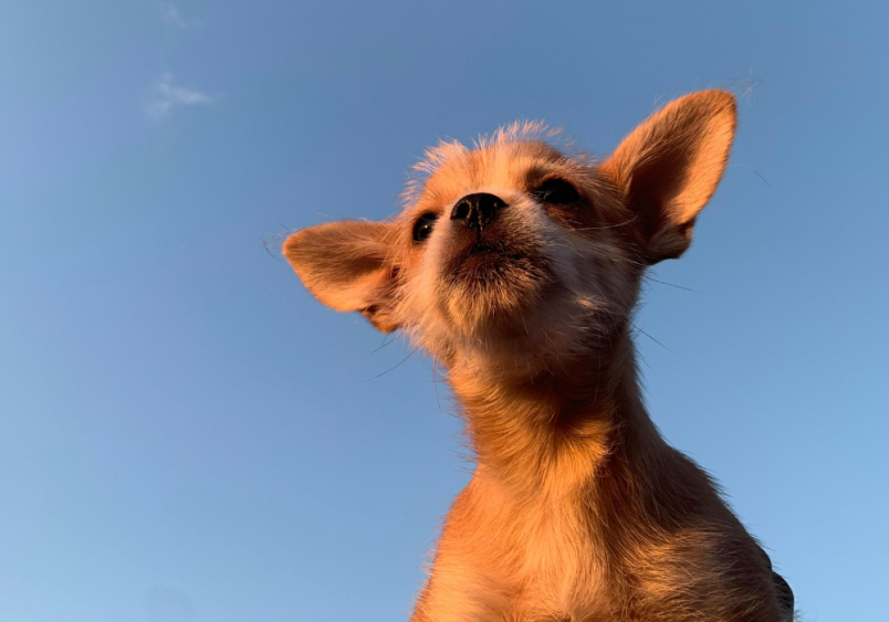 A close-up of a small dog, specifically a Chorkie puppy, with pointy ears and reddish-brown fur, looking upward against a clear blue sky. This image showcases the distinctive features and adorable appearance of the Chorkie dog breed.