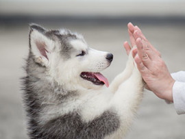 husky puppy giving a high five
