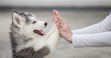 husky puppy giving a high five