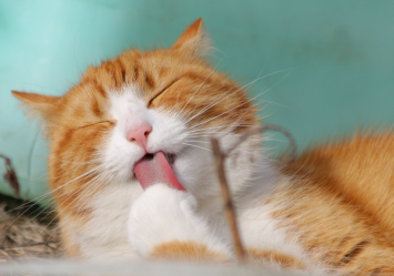 A ginger cat is seen grooming himself. This is a natural behavior in cats, but the problem is if the cat is overgrooming that sometimes lead to hair loss.