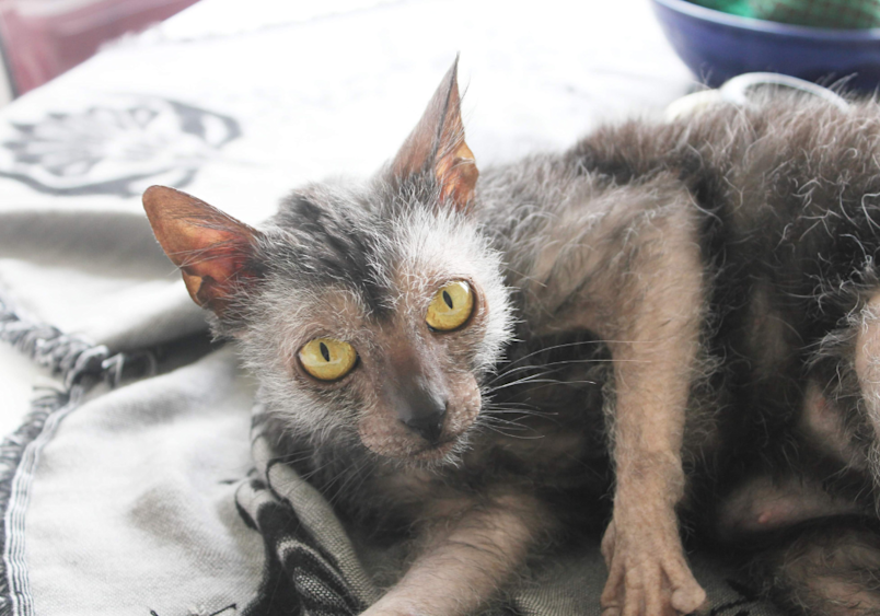 A striking Lykoi werewolf cat with haunting yellow eyes gazes into the camera while lounging on gray bedding, its distinctive patchy gray coat and partially hairless face giving it that signature spooky, wolf-like appearance that makes this unique breed so captivating.