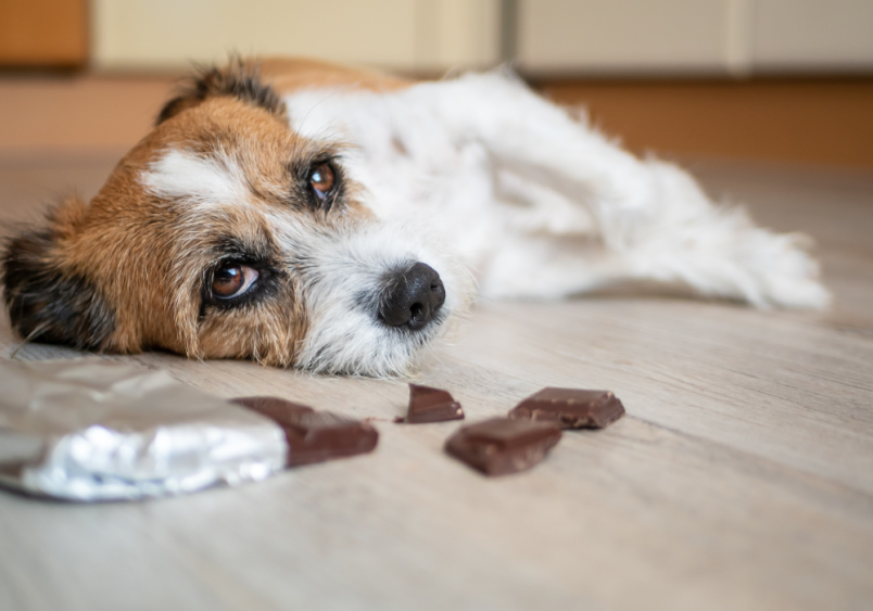 This image shows a cute dog with soulful eyes lying next to pieces of chocolate, which contains theobromine and caffeine—substances toxic to dogs.