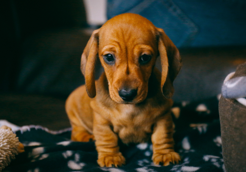 A cute Dachshund puppy with soulful eyes sits on a cozy blanket, reflecting the importance of pet insurance to cover unexpected health issues and ensure a happy, healthy life for your beloved pet.