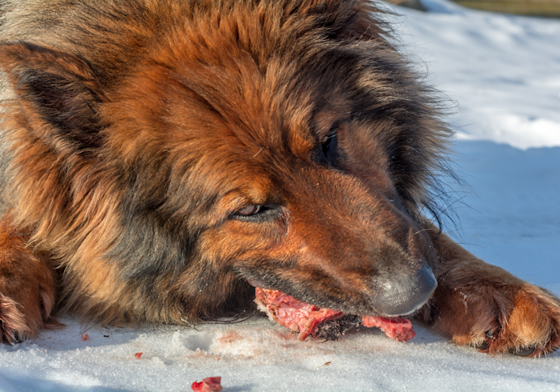 A large fluffy dog with thick fur enjoys raw meat in the snow, showcasing how some owners incorporate raw feeding into their dogs' diets, though whether dogs should eat raw meat remains a topic that divides pet owners and veterinarians alike.
