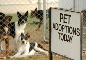 "Pet adoptions today" sign in front of a fenced-in shelter with several dogs behind it, symbolizing the process of adopting a dog. Perfect for a guide about how much does it cost to adopt a dog, covering the expenses related to adoption from shelters, rescues, or pounds.