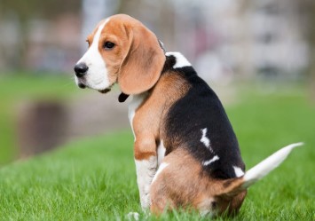 A Beagle puppy sits on a green lawn, gazing off into the distance with its floppy ears hanging down.