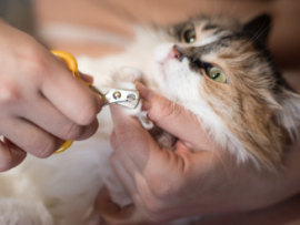 cat getting nails trimmed