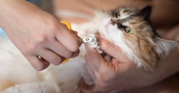 Cat Grooming: How to Trim Cat Nails