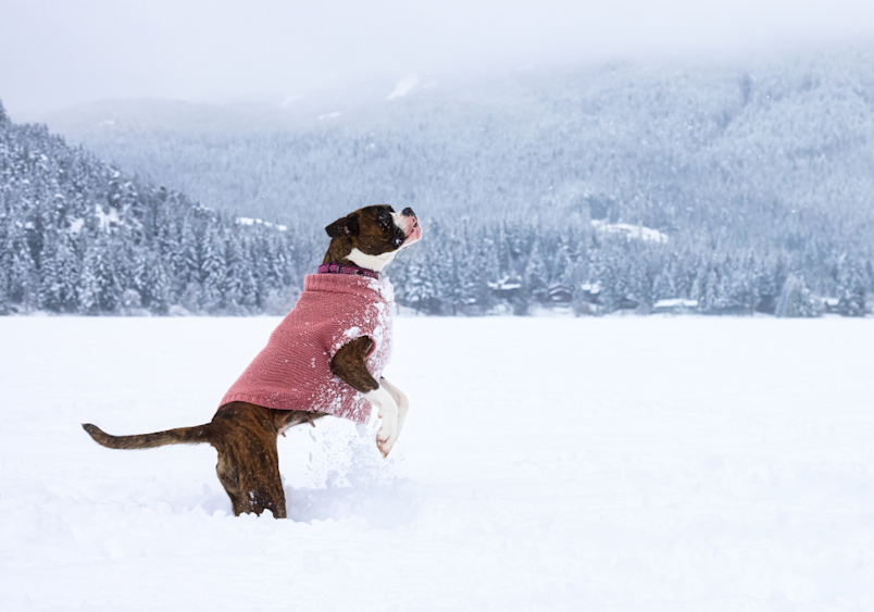 Dogs in cold weather can thrive with proper protection, as shown by this joyful dog wearing a red winter sweater while playfully jumping in deep snow against a stunning backdrop of snow-covered mountains and evergreen forest.