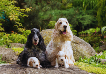 A charming family of English Cocker Spaniels is shown, with their coats showcasing a range of colors from white, brown, to black. The two adorable puppies steal the spotlight, making it easy to wonder, “How much does an English Cocker Spaniel cost?” Their playful, sweet demeanor highlights why this breed is so beloved by families.