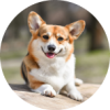 image of a corgi