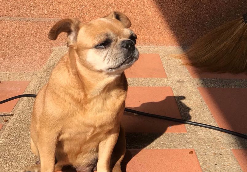 A mature Chug dog (Chihuahua-Pug mix) with a fawn-colored coat sits alertly on terracotta floor tiles. The dog displays characteristic breed features including a slightly wrinkled face, compact body, and upright ears.