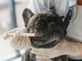 Puppy at vet getting vaccine