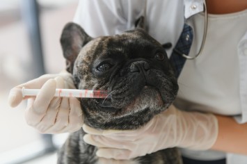 Puppy at vet getting vaccine
