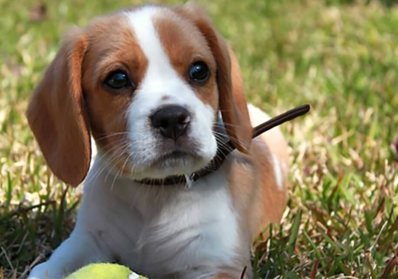 A Beaglier lying on grass with a tennis ball, showcasing the adorable features of a beagle and cavalier mix. The beaglier, also known as a beagle cavalier mix or cavalier beagle mix, is known for its affectionate and playful nature.