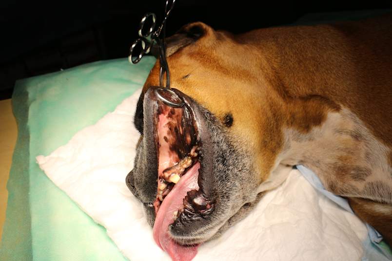 A sedated dog lies on a clinic table with its mouth held open by instruments for a close oral exam.