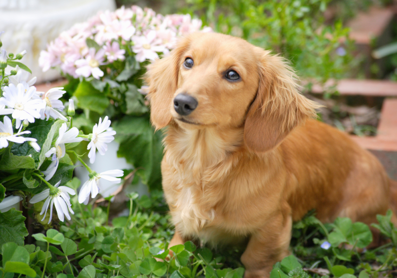 A miniature dachshund looking all pretty in a field of flowers. 