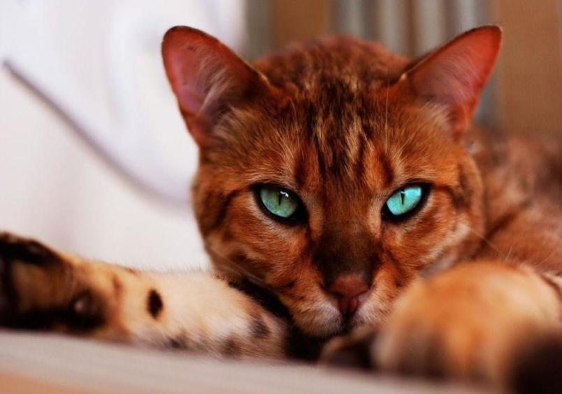 Close-up of a Bengal cat with striking green eyes. The cat is lying down, with its head resting on its front paw, giving an intense, focused look.