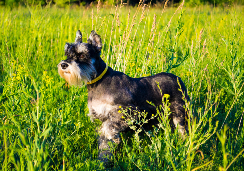 This miniature schauzer is looking like a trusty security guard but is actually a friendly and an affordable furry companion. 