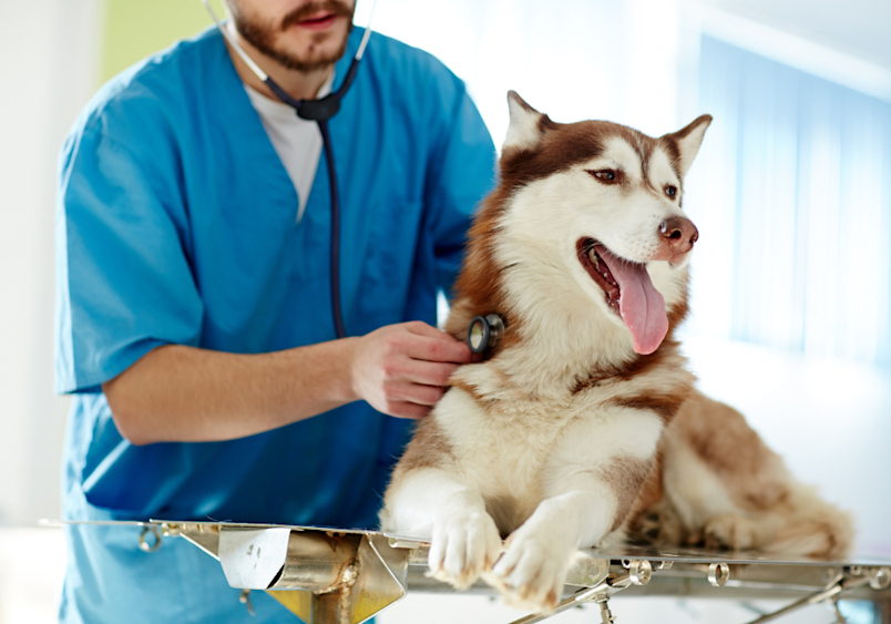 A husky receiving a veterinary examination by a professional in blue scrubs, demonstrating when to consider the dog Bordetella vaccine cost and other essential preventative care expenses at a veterinary clinic.